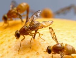 Digital Wallet Salesforce Revolutionizing Payments